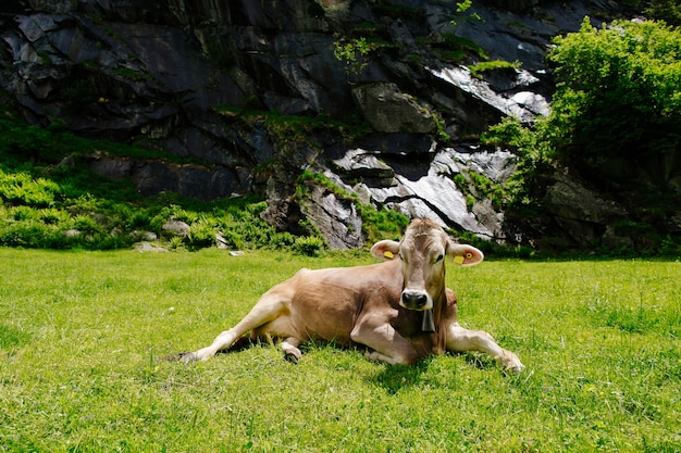 Коровы пасутся на зеленом поле. Коровы на альпийских лугах. Красивый альпийский пейзаж