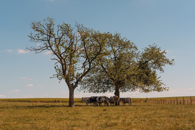 木々の下の牧草地で放牧している牛