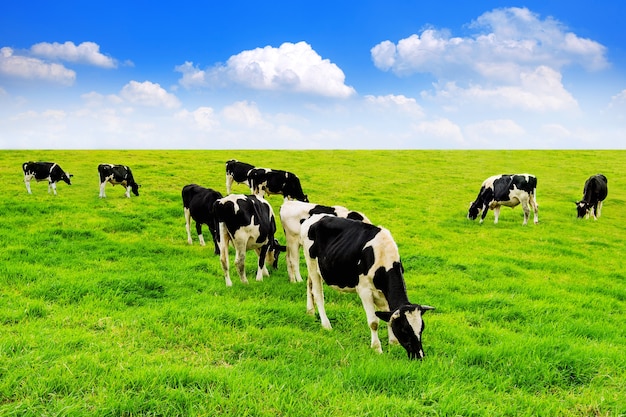 Cows on a green field and blue sky