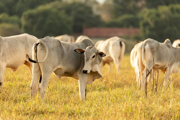 Cows on pasture at sunset.