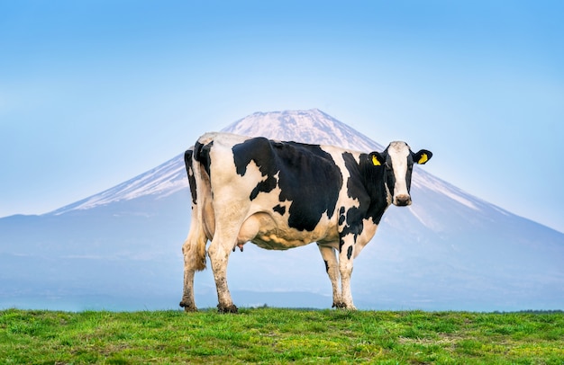 日本の富士山の前の緑の野原に立っている牛。