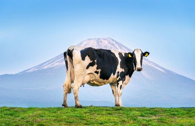 Коровы, стоящие на зеленом поле перед горой Фудзи, Япония.