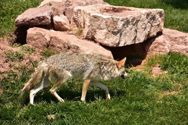 Coyote on the prowl moving through thick green grass