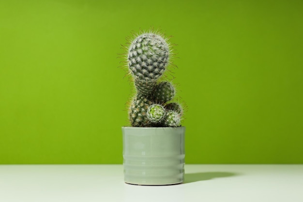 Cozy hobby growing house or indoor plants cactus