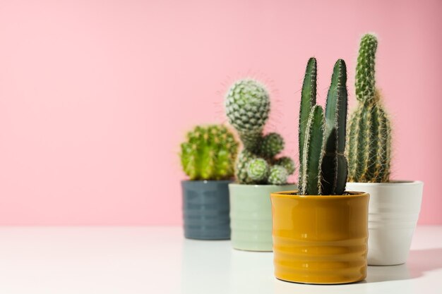 Cozy hobby growing house or indoor plants cactus