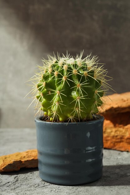 居心地の良い趣味の栽培家や屋内植物のサボテン