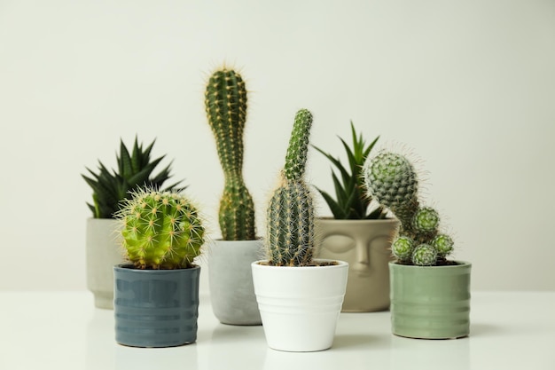 Cozy hobby growing house or indoor plants cactus