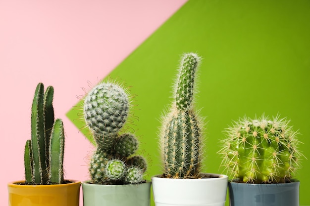 Foto gratuita accogliente casa per hobby o piante da interno cactus