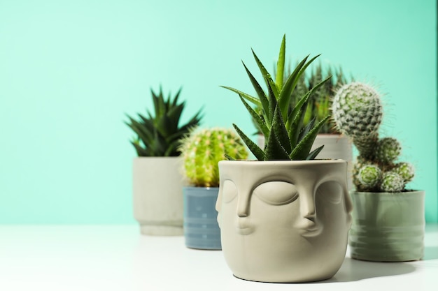 Foto gratuita accogliente casa per hobby o piante da interno cactus