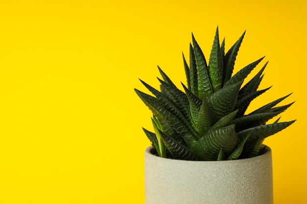 Foto gratuita accogliente casa per hobby o piante da interno cactus