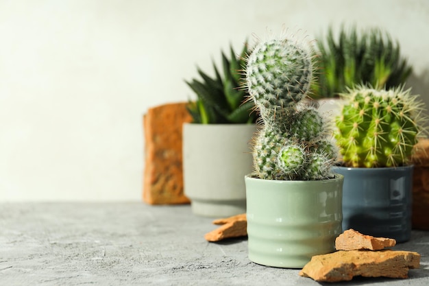Cozy hobby growing house or indoor plants cactus