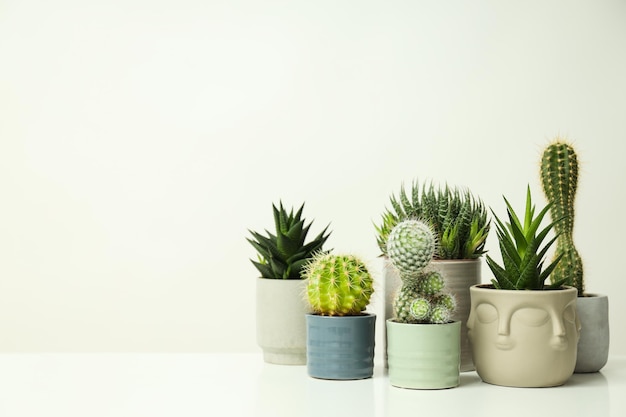 Foto gratuita accogliente casa per hobby o piante da interno cactus