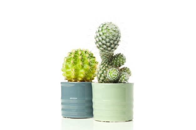 Cozy hobby growing house plants cactus isolated on white background