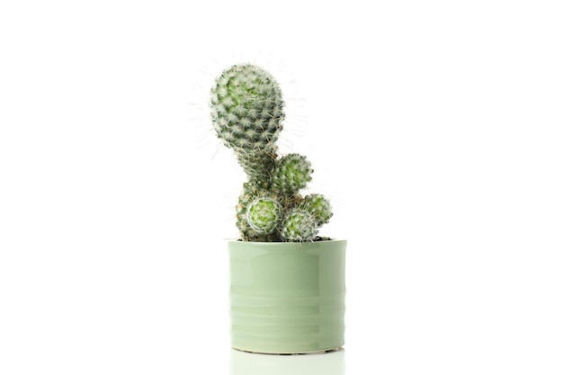 Free photo cozy hobby growing house plants cactus isolated on white background