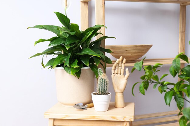 Free photo cozy hobby growing indoor plants at home