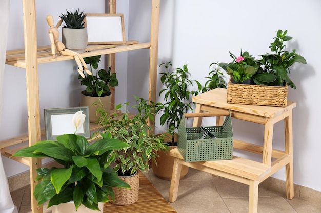 Free photo cozy hobby growing indoor plants at home