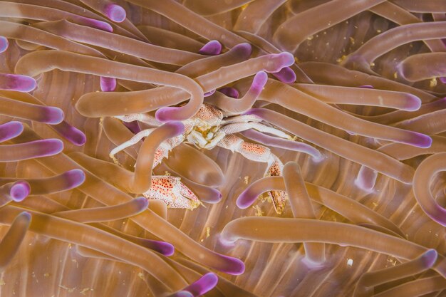 Crab host on an anemone