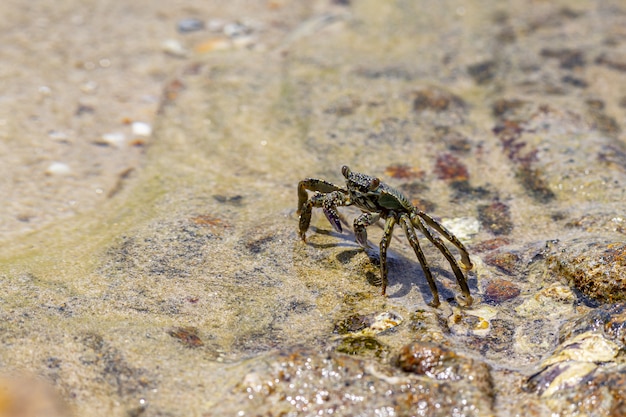 Crab walking in water sand