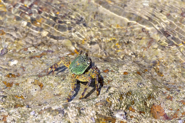Crab walking in water sand