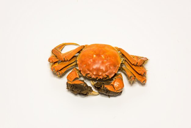 Crab with claws on white background