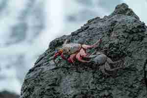 Free photo crabs on the wet black stone by the sea