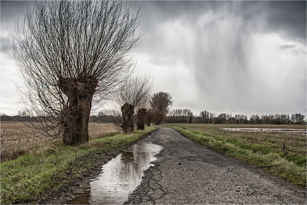 Cracked pathway with a puddle in the middle of a green field surrounded by bare trees