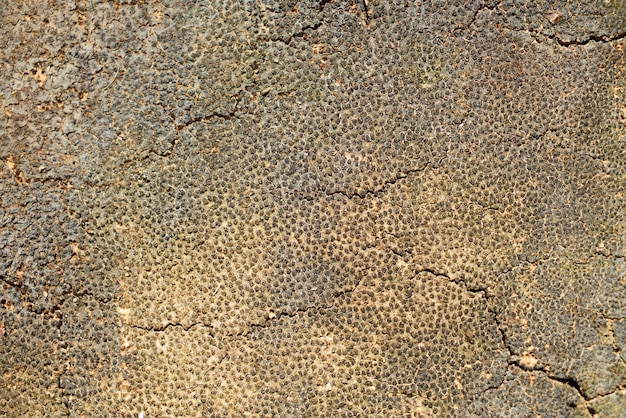 Трещины текстура почвы