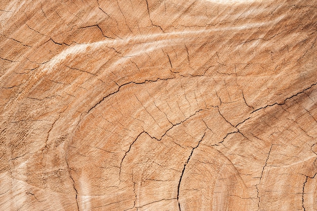 Cracked wood texture