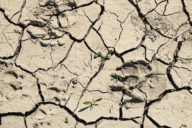 干ばつと死の生態系と生態系の幸福の概念を備えた乾燥した地面の上面図または背景のアイデアのグラフィックデザイン上の地面の亀裂と動物からの足跡