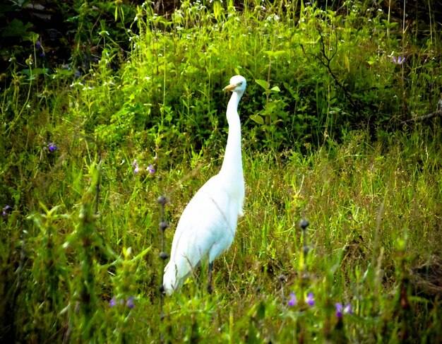 Crane_bird