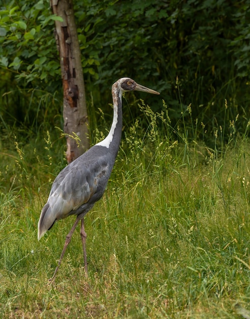 Free photo crane in grass