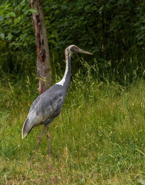 Crane in grass