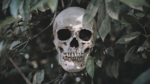 Cranium placed on twigs