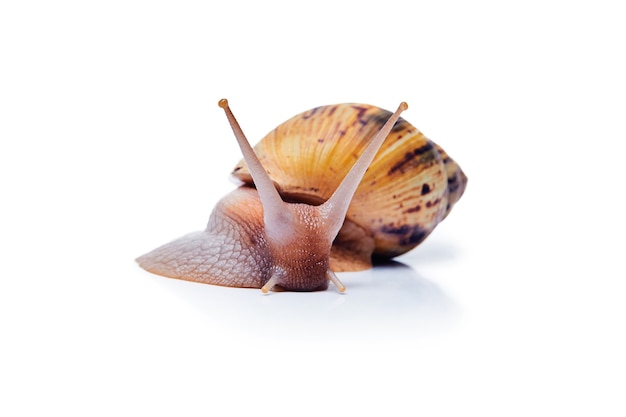 Crawling live giant african land snail isolated on white background