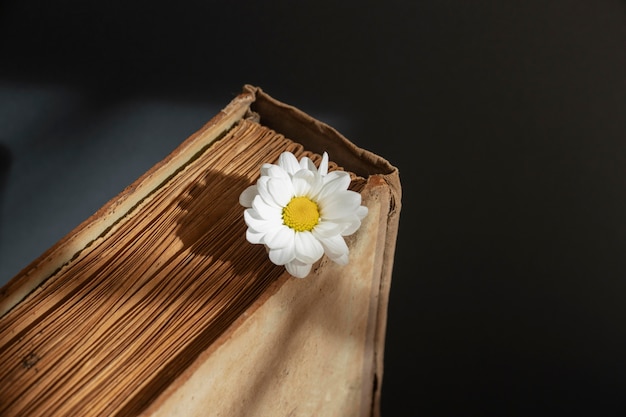 Creative composition with books and flower