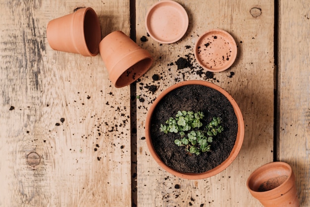 Creative flat lay gardening concept