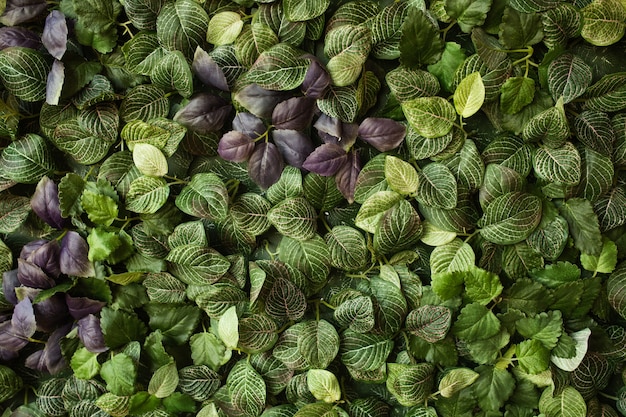 Creative layout made of green leaves. Flat lay. Nature concept