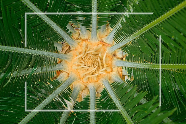 Foto gratuita layout creativo rosetta di foglie di palma verde vista dall'alto idea di layout creativo o disposizione piatta per biglietti pubblicitari o inviti