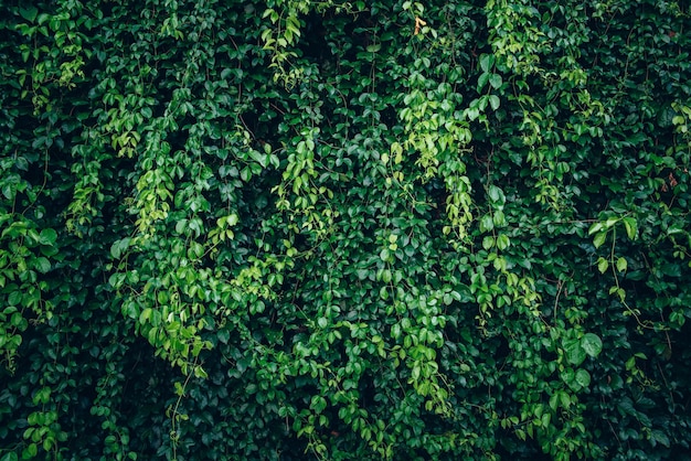 Free photo creative lush green leaves pattern nature texture background