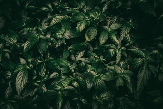 크리에이 티브 무성 한 녹색 나뭇잎 패턴 자연 질감 배경