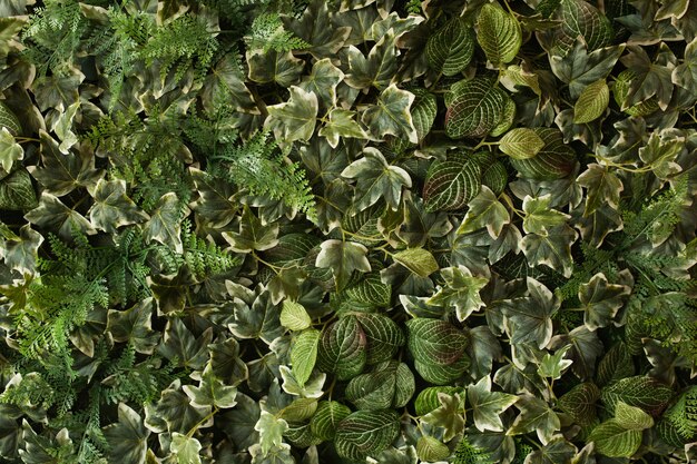 創造的な熱帯の緑の葉のレイアウト。自然の春のコンセプト。フラットレイ。