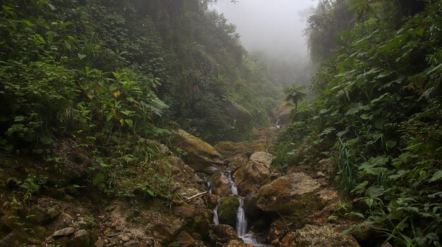 Creek in the forest on a foggy day