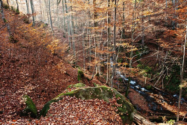 森の中の小川は上から下に流れる太陽の光と秋の森山川