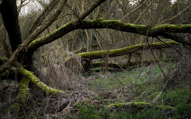 Creepy scenery in a forest with dry tree branches covered with moss