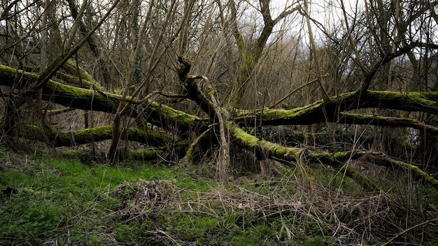 Creepy scenery in a forest with dry tree branches covered with moss