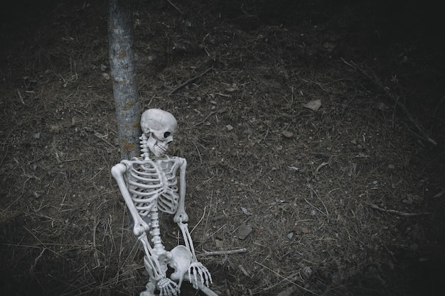 Free photo creepy skeleton lean on tree in woods