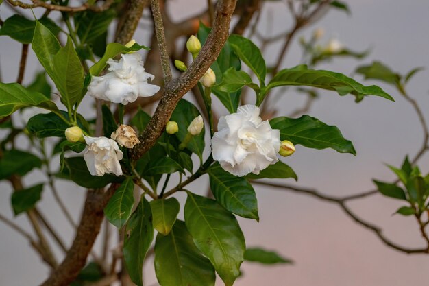 Crepe jasmine with flower of the species tabernaemontana divaricata Premium Photo