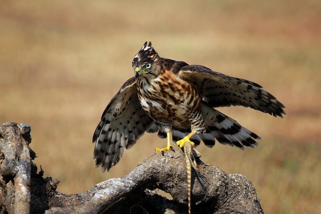 カンムリオオタカの狩猟トカゲアラップアラップ鳥動物のクローズアップ