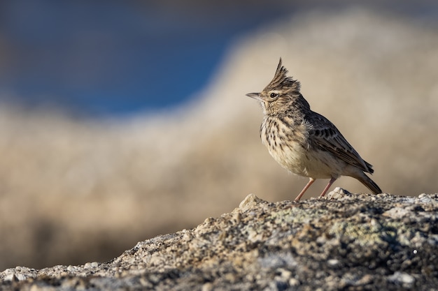 Foto gratuita allodola crestata su una roccia