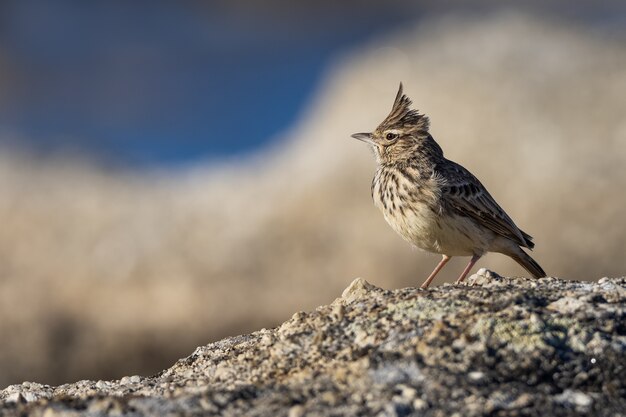 岩の上のカンムリヒバリ